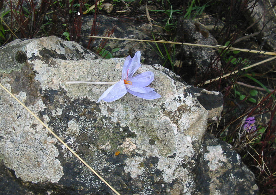 Altro lichene